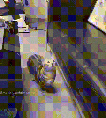 Мухолов