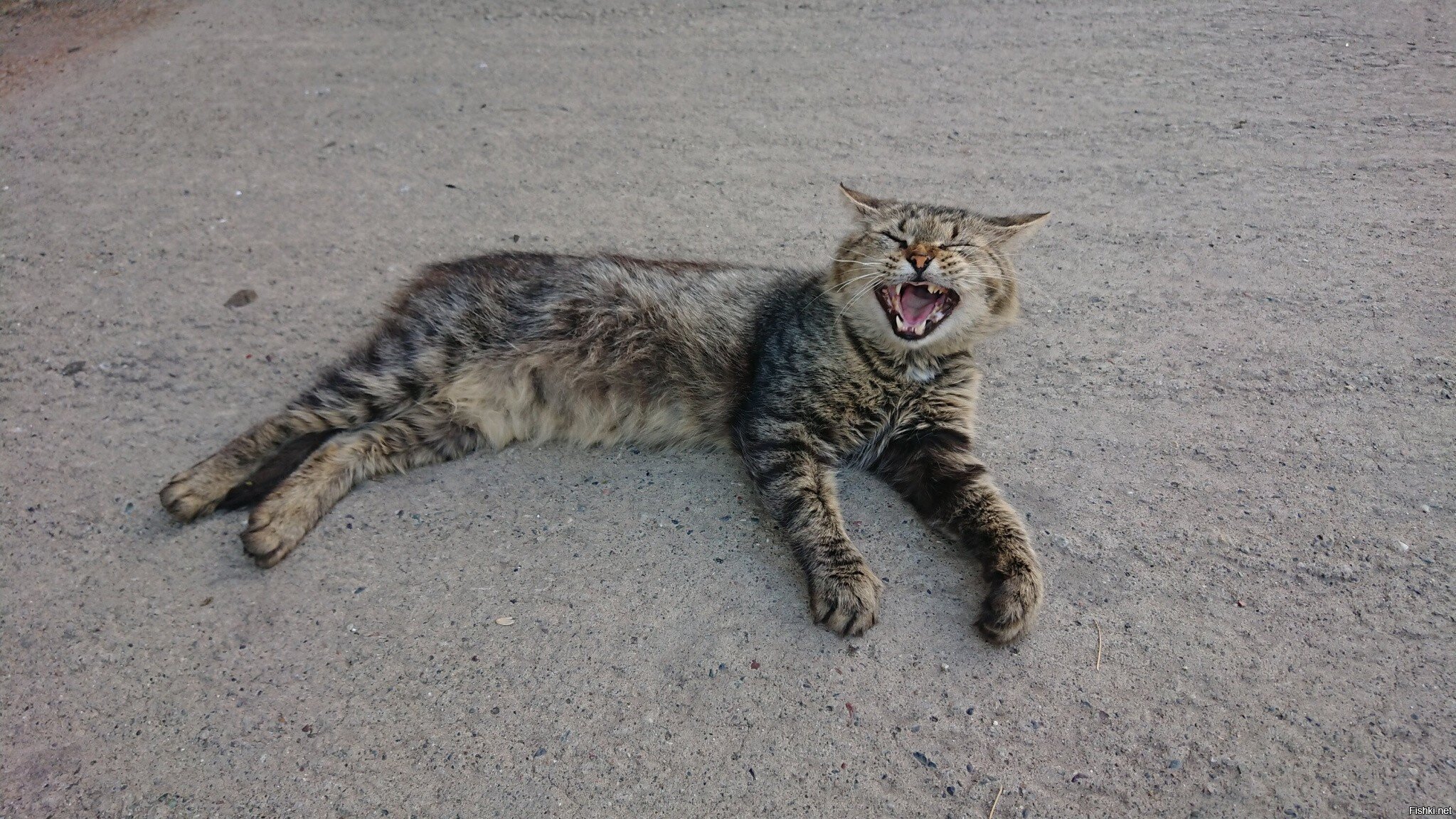 Солянка