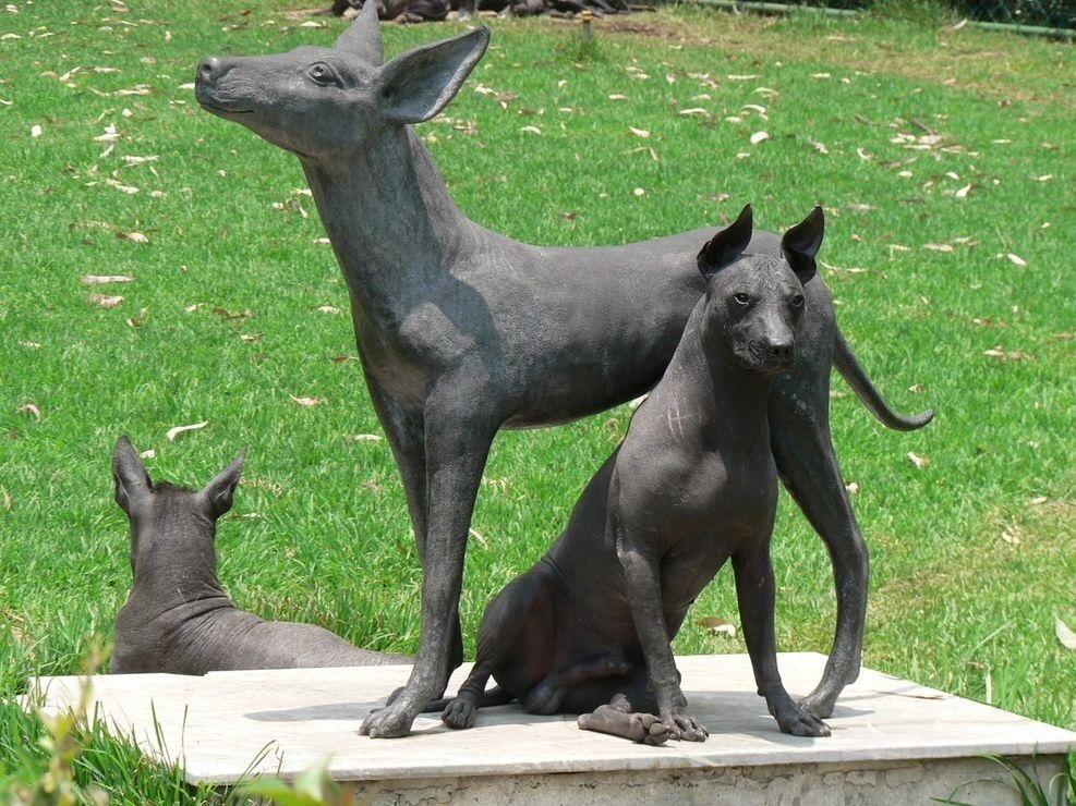 Ксолоитцкуинтли: Ацтекская селекция привела к появлению собак, что неотличимы от статуй