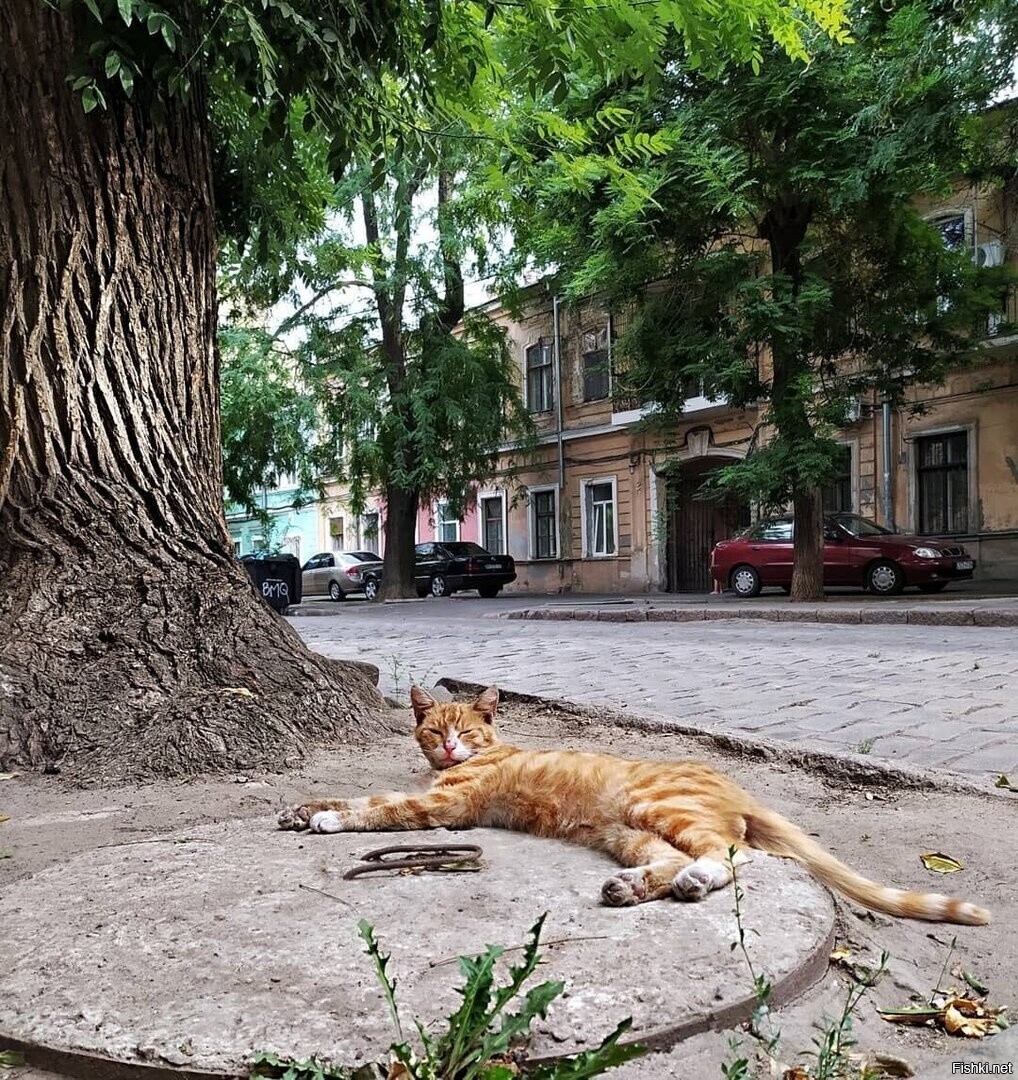 Одессит