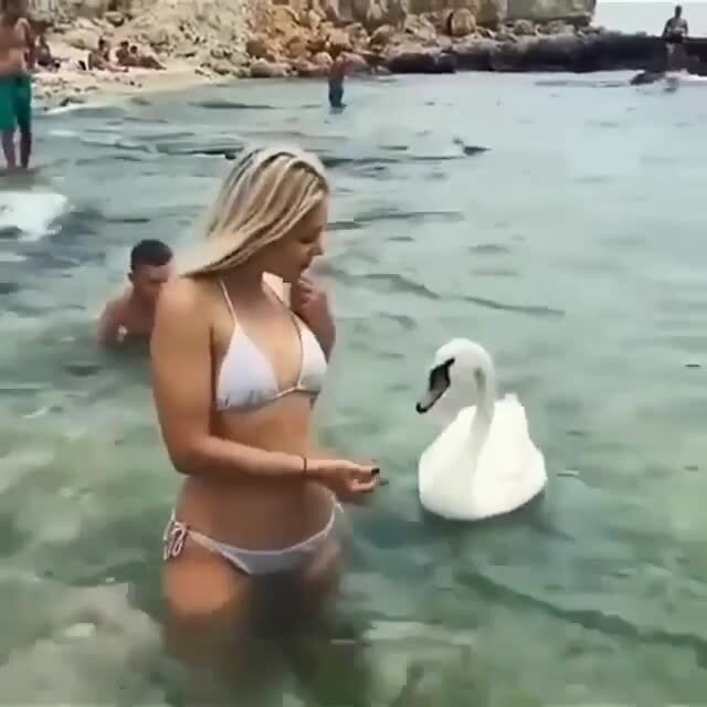 Лебедь хулихан 