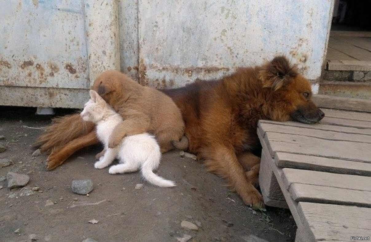 Солянка