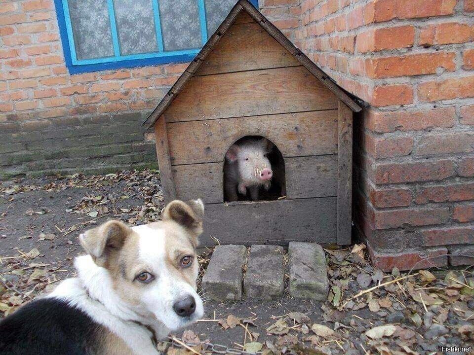 Солянка
