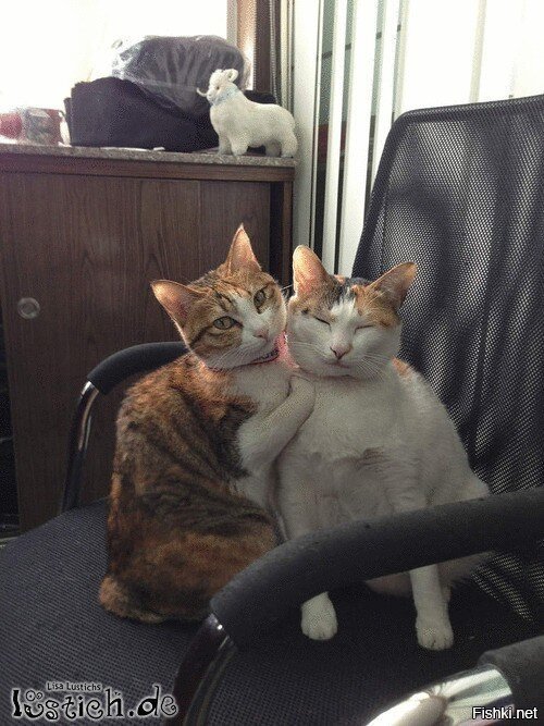 Мы - кошки