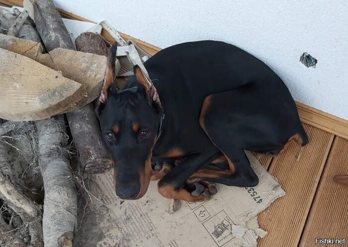 Собакен-убийца