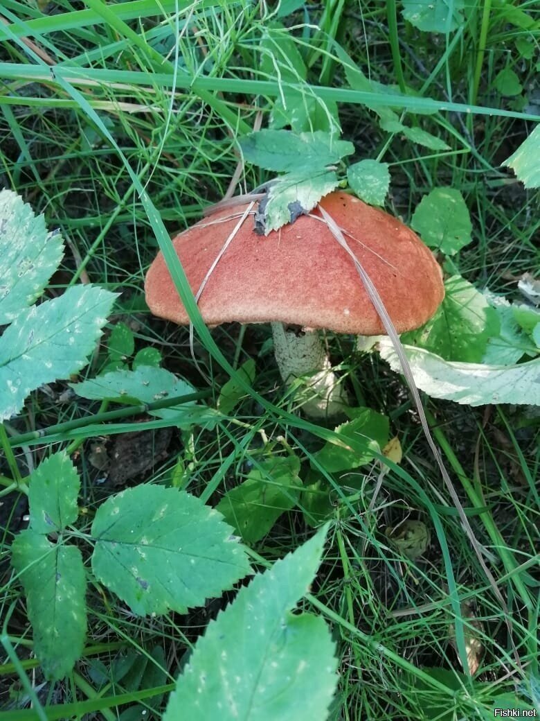 Утренний визит в лес