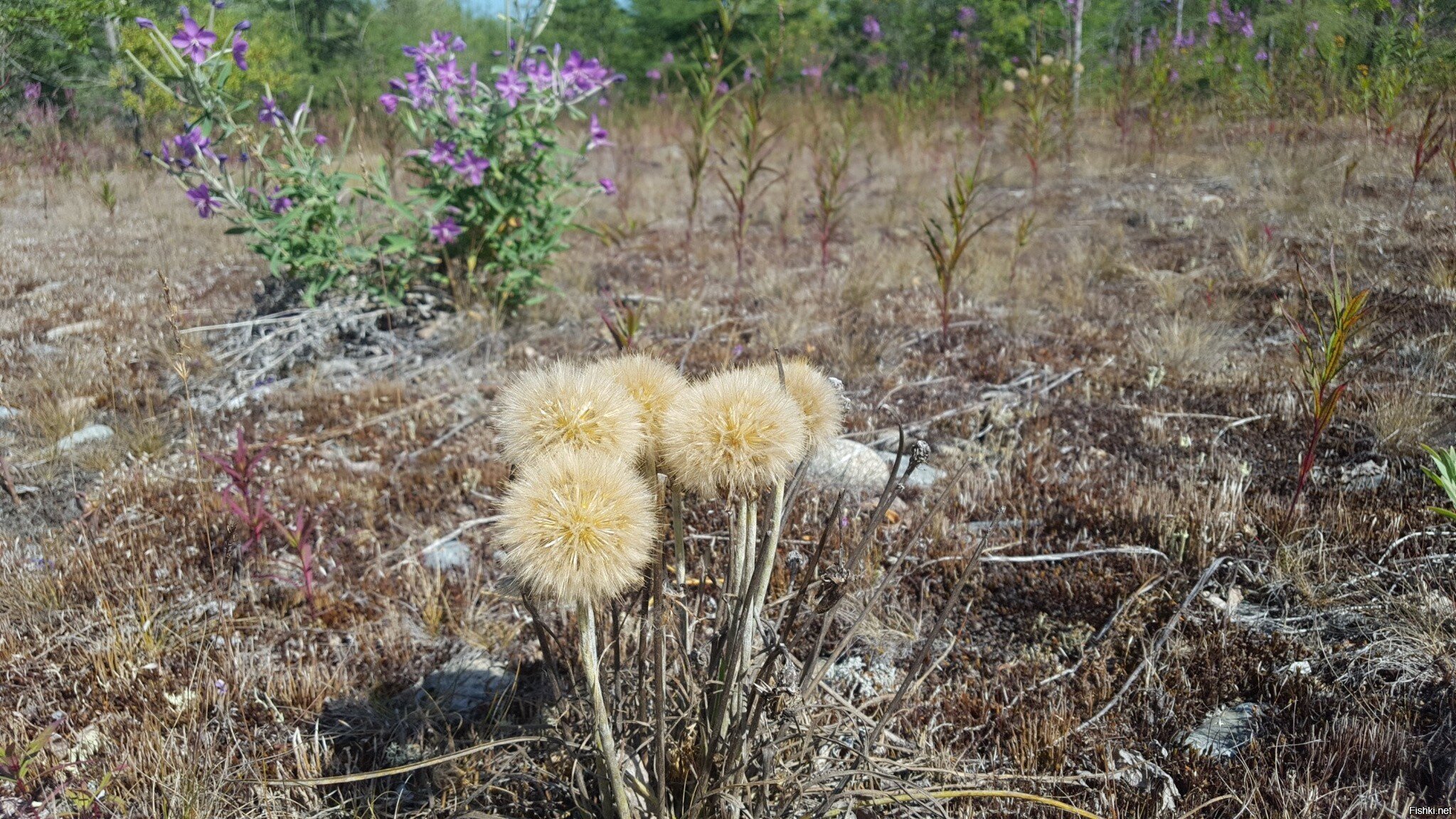 Жена говорит - петрушка