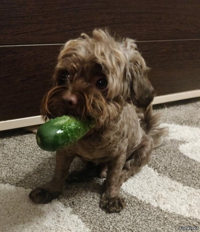 И какой пёс не любит огурцы