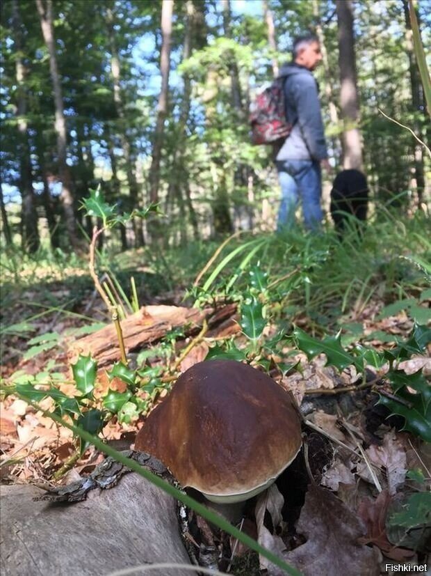 Солянка