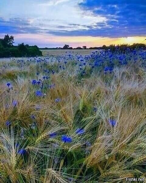 Васильковое поле, печаль агронома
