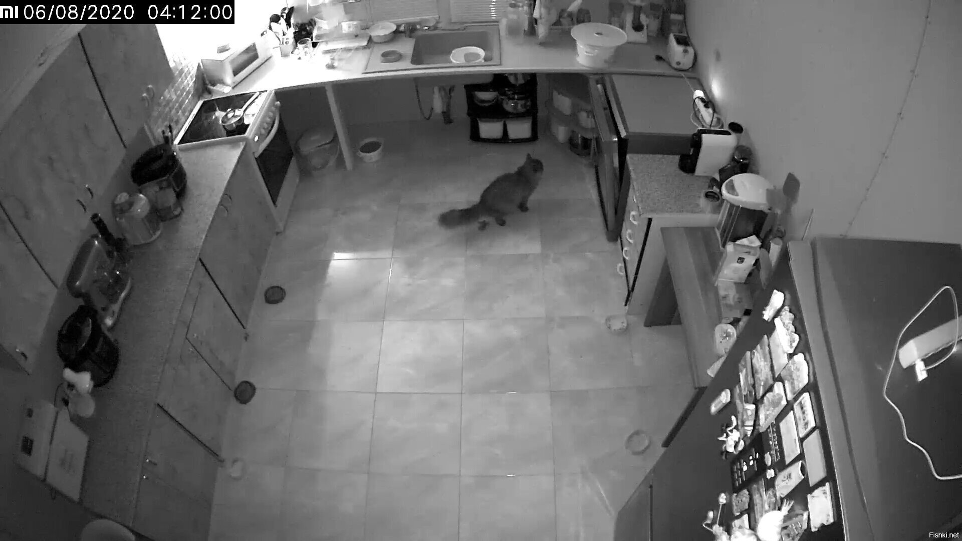 Поставил камеру и вычислил засранца