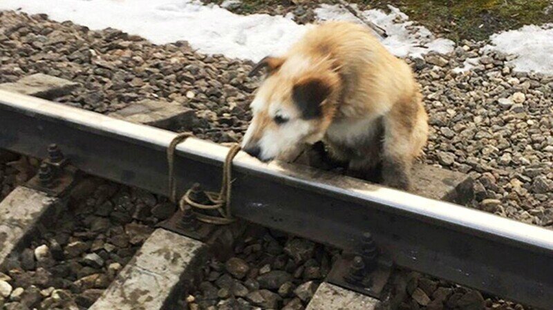 Машиниста, спасшего привязанную к рельсам собаку, наградят