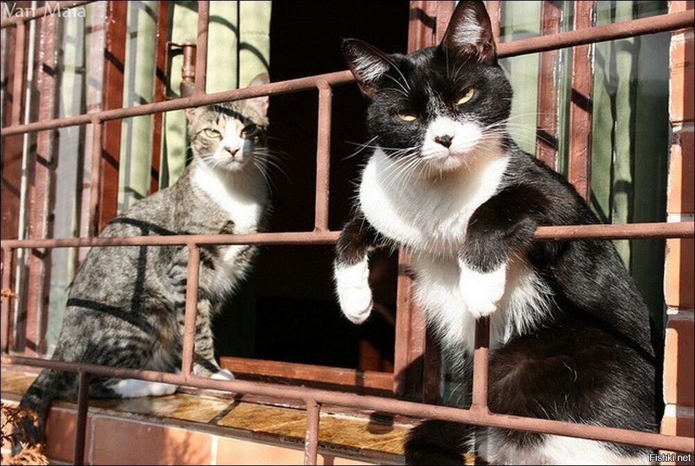 Че пацанчик потерялся