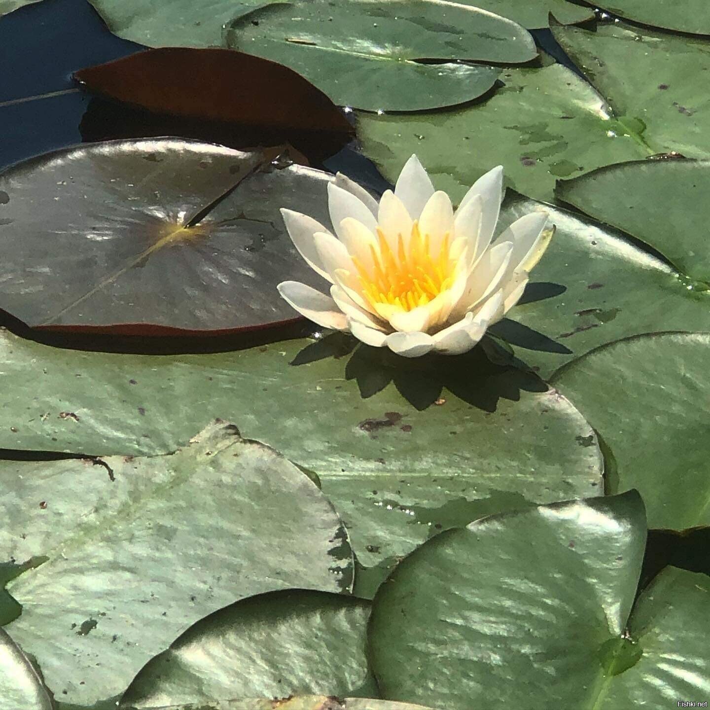 Просто кувшинку вам в ленту:)