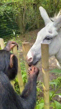 - Черешенку будешь
