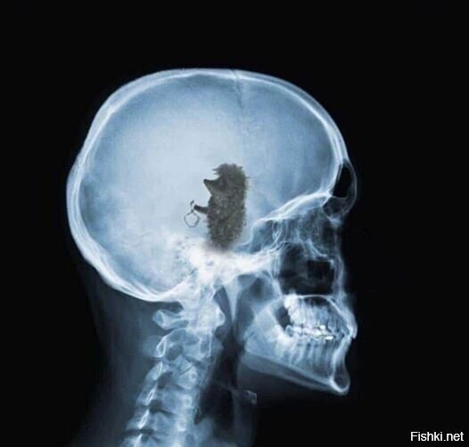 ЛАШАДКА-МИ-КАНТАРИ (песня про лошдок)