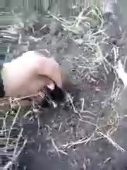 Паян - папаян