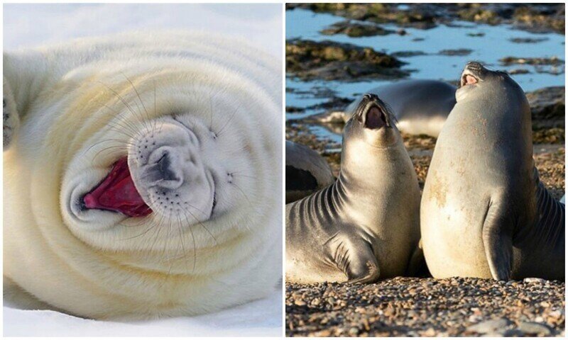 Смеющиеся тюлени - лекарство от любой хандры!