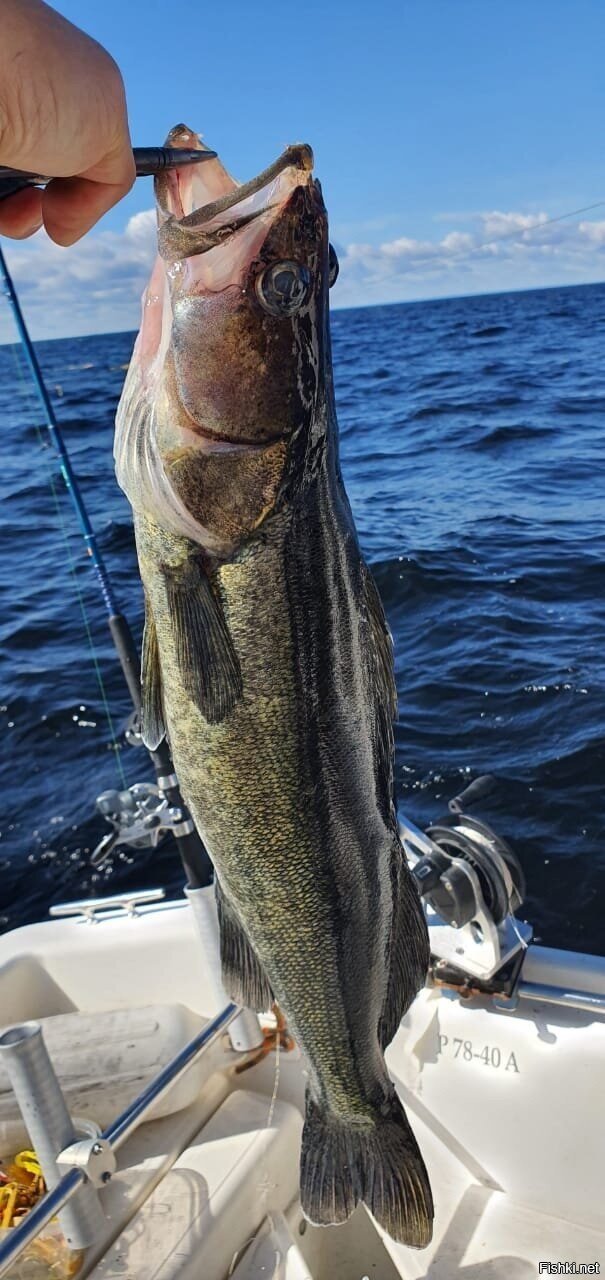 как правильно приготовить судака