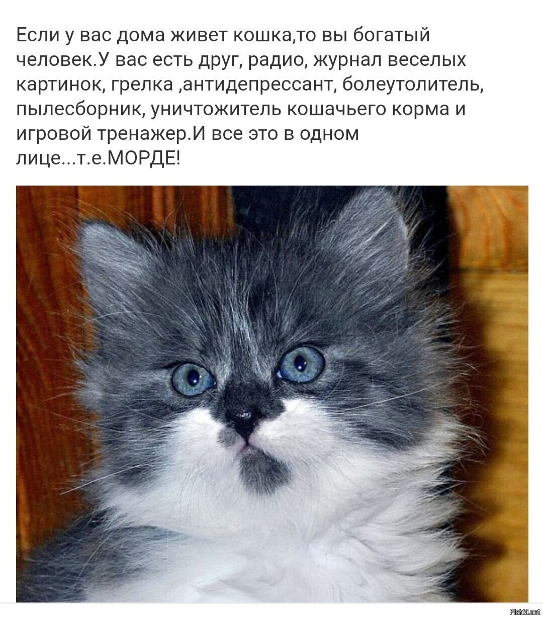 Сегодня всемирный день кошек )