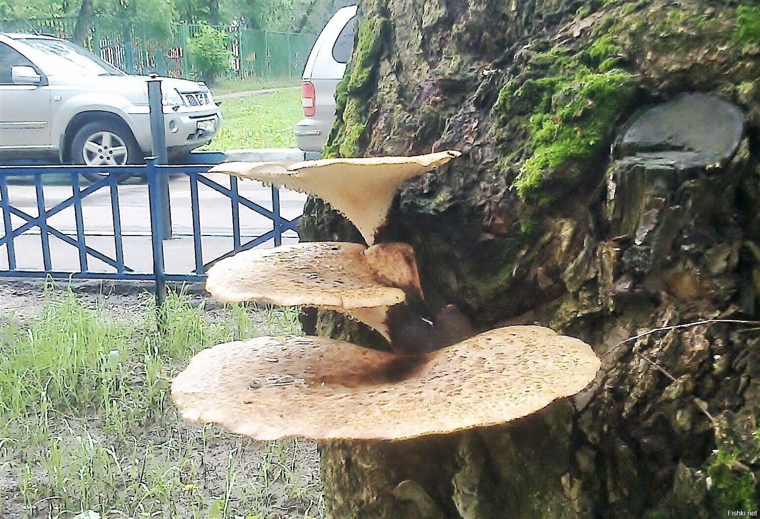Солянка