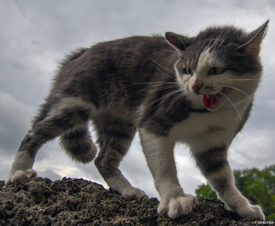 иди сюда, ты