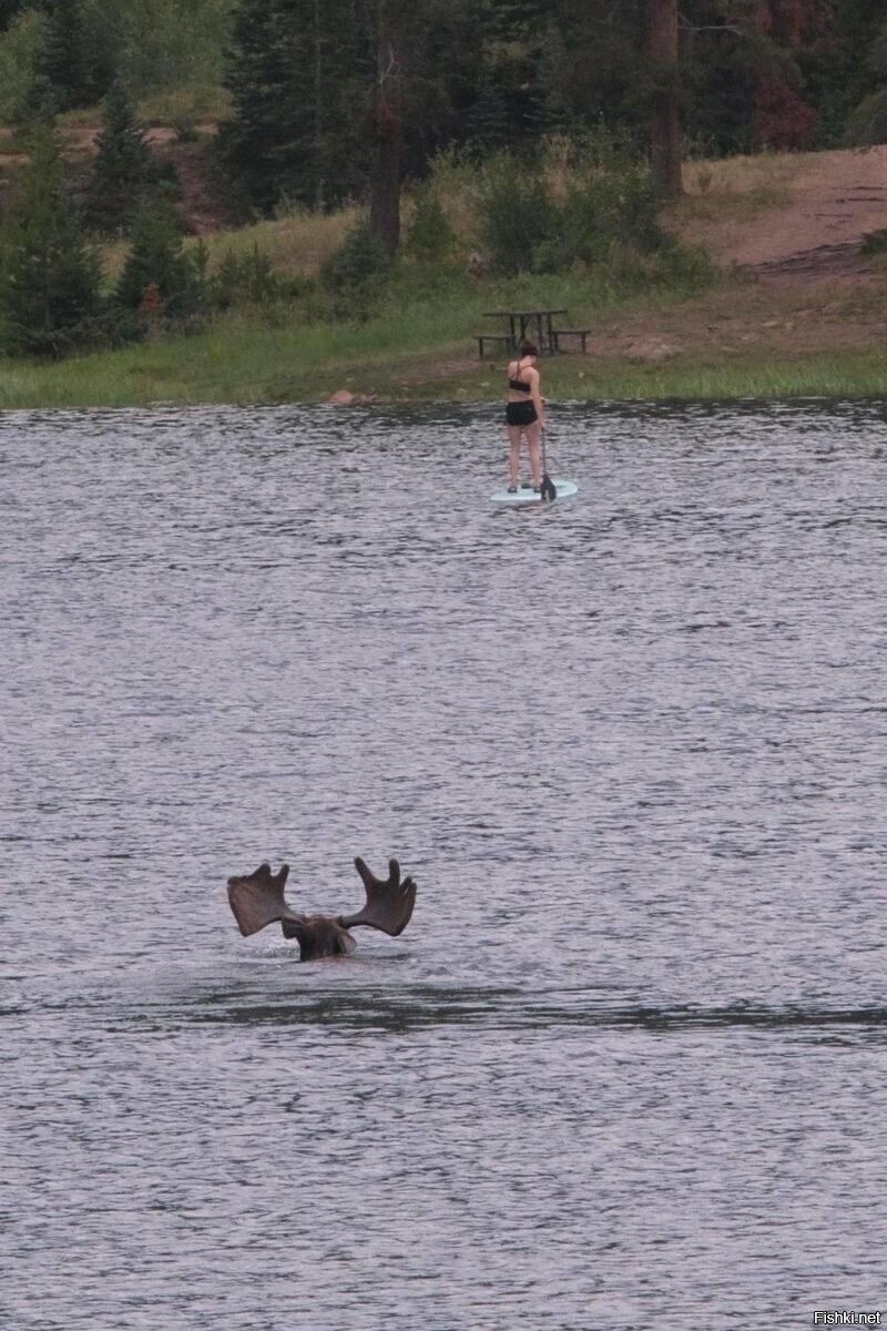 Ну какой лось устоИт