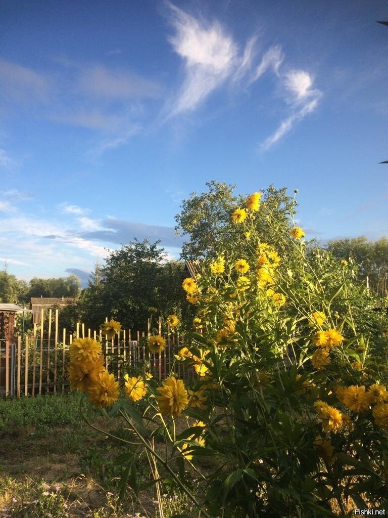 Лилии вот такие вымахали 