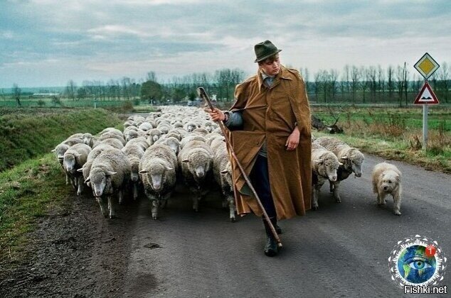 Вот это пастух