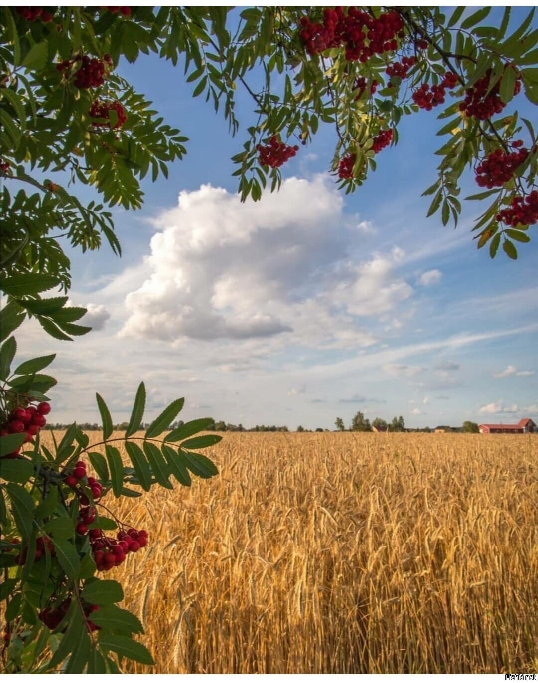 Солянка