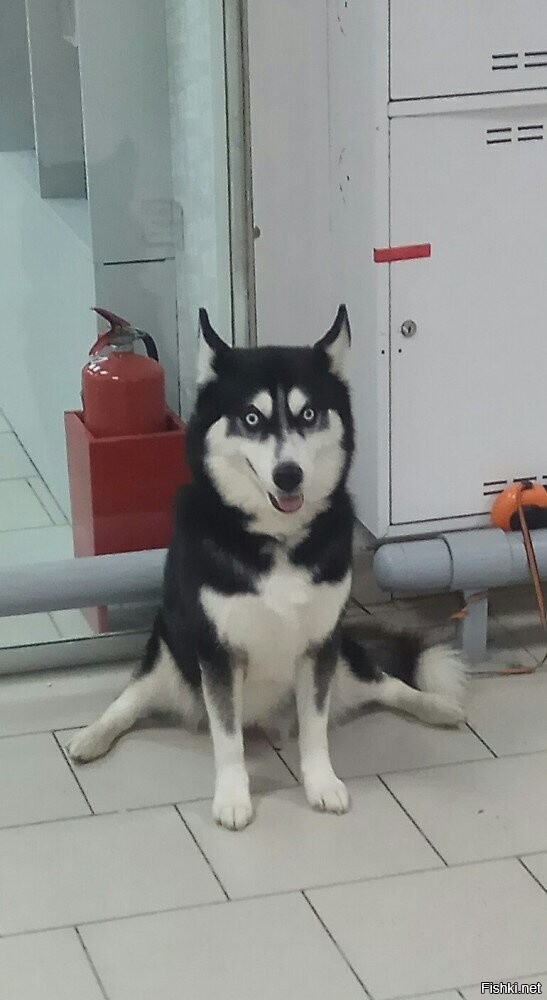 Волочковая порода