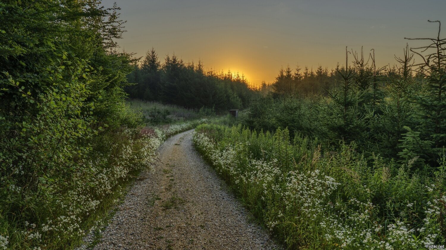 Солянка