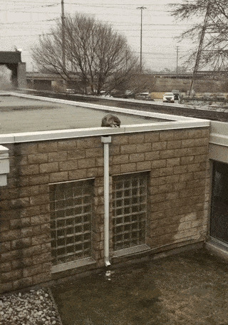 Еноты тоже жидкость