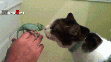 Котиков любят все