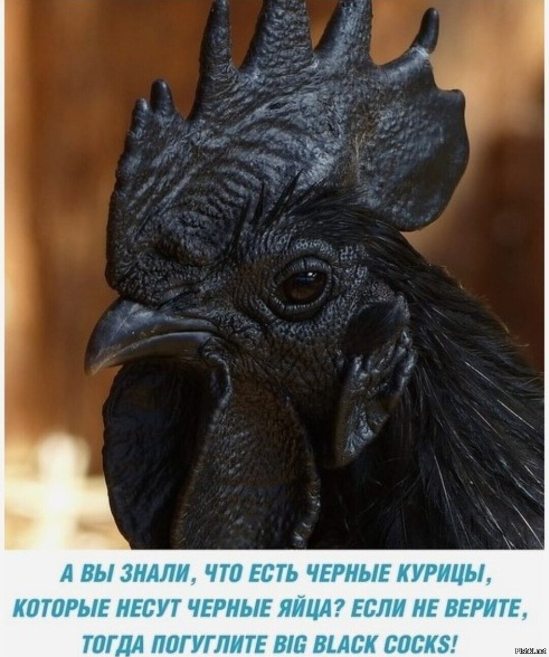 Петухи