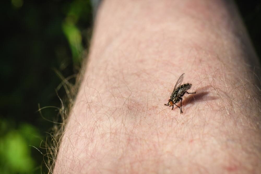 Предосенняя активизация агрессоров-кровососов: почему мухи особенно болезненно кусают в августе?
