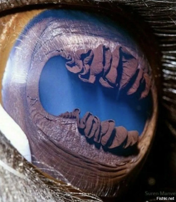 Зрачок верблюда