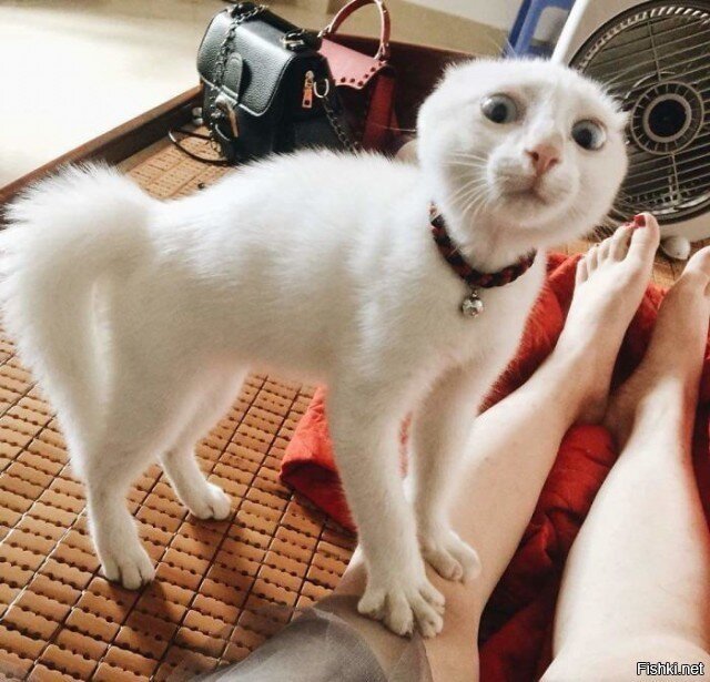 Ты кто