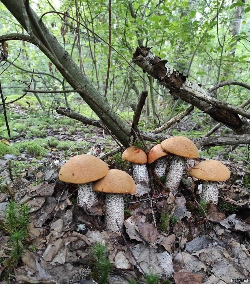 Пока сам не увижу - не верю