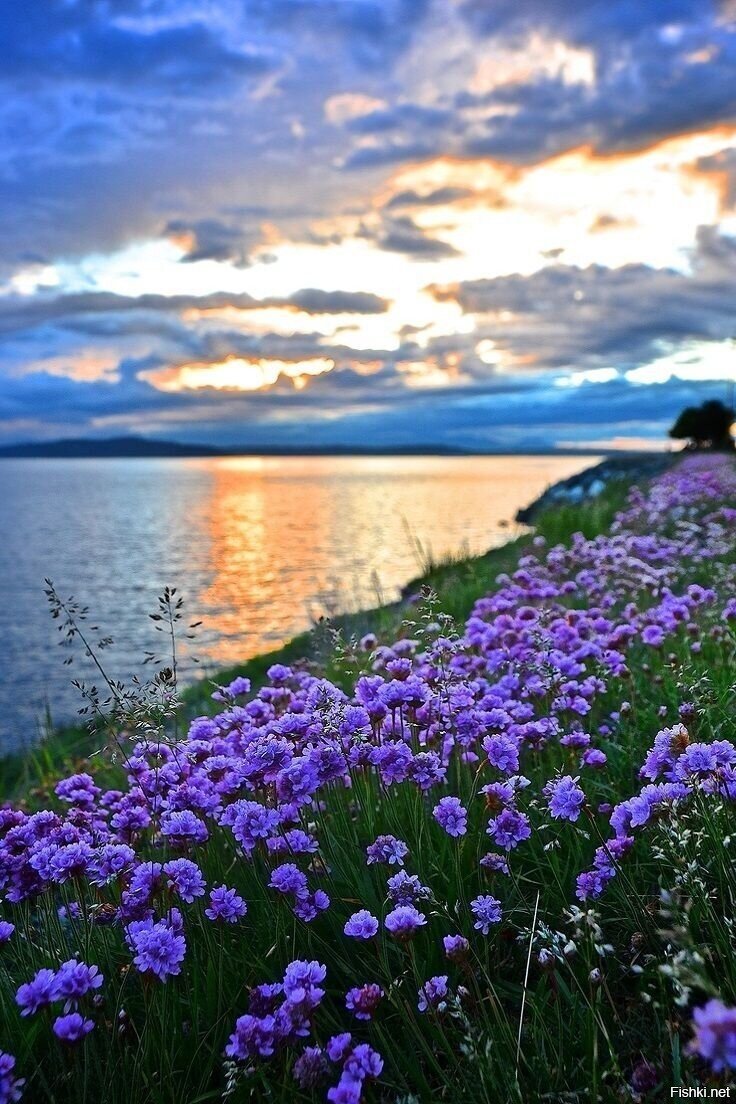 11 августа, Калинов день