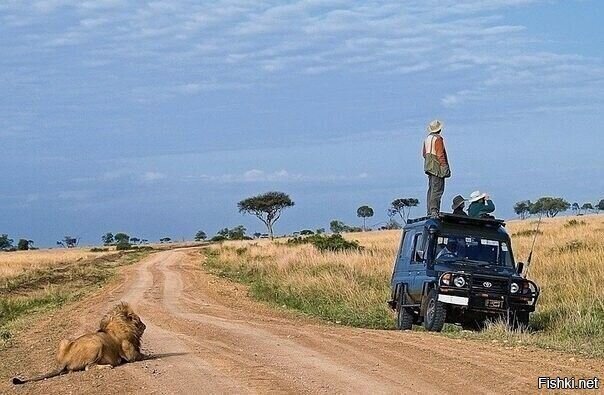 Льва не видали