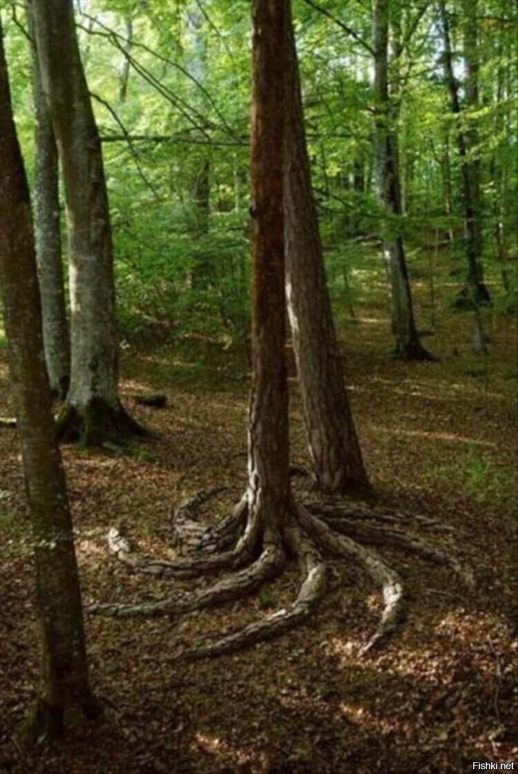 Солянка