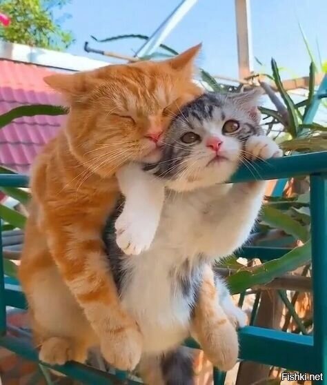 Утренняя активность