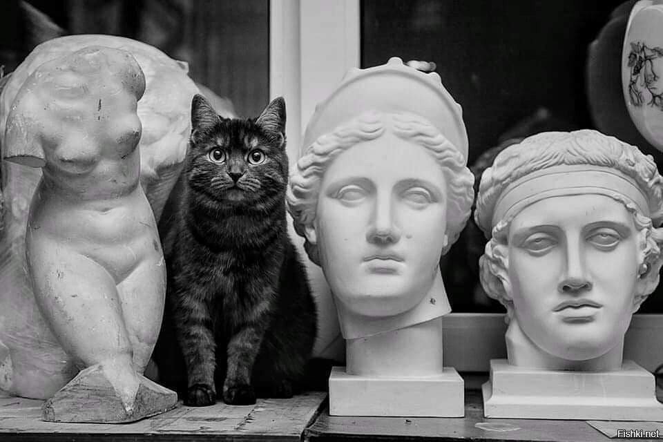 Кошка моей знакомой 