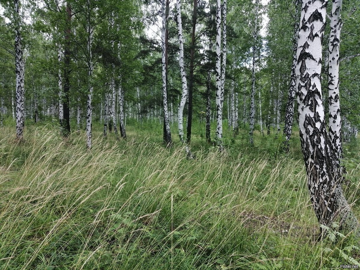 Солянка