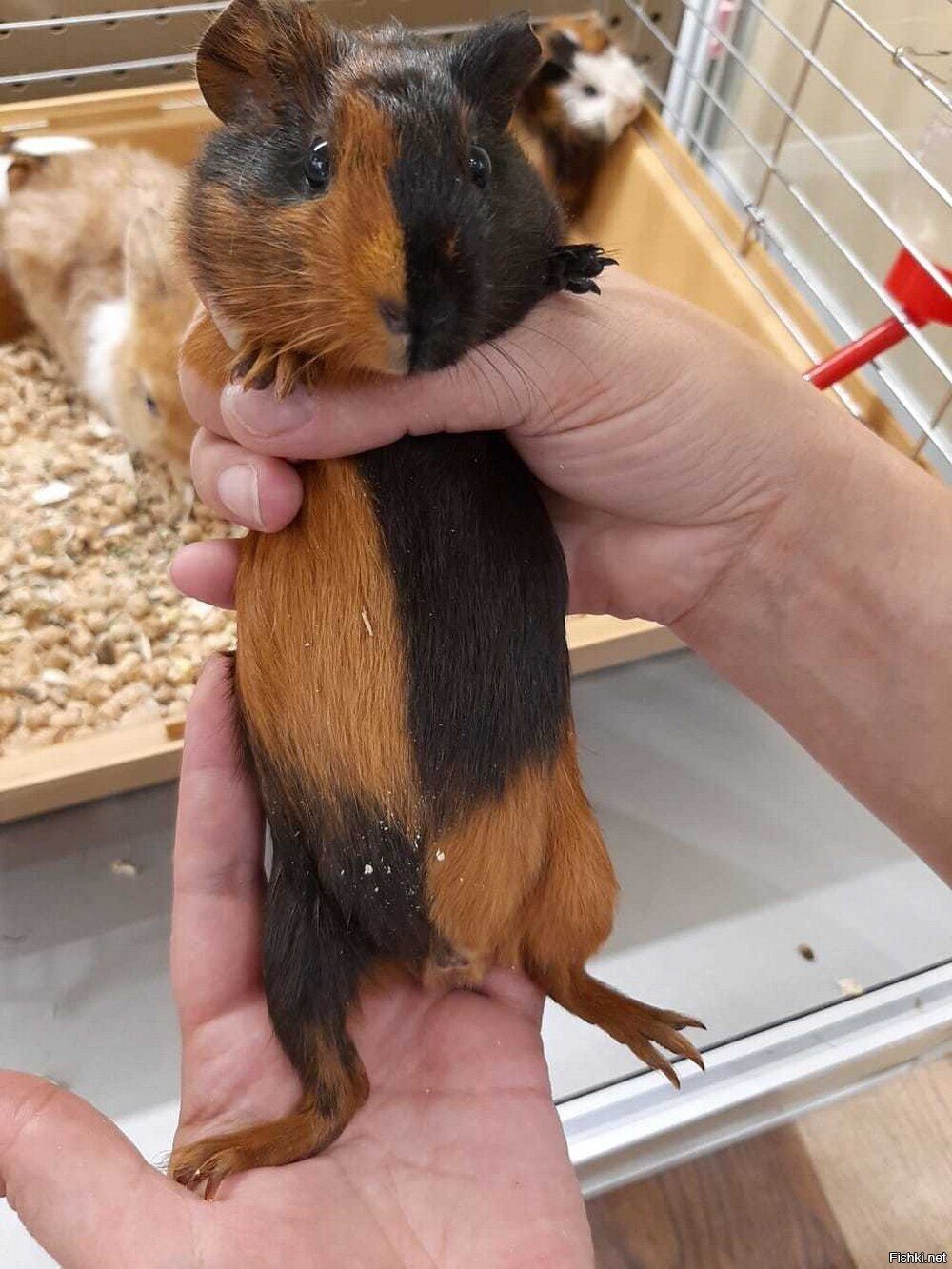 Солянка