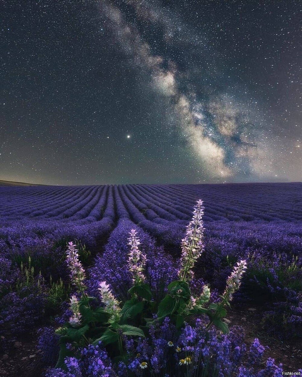Солянка