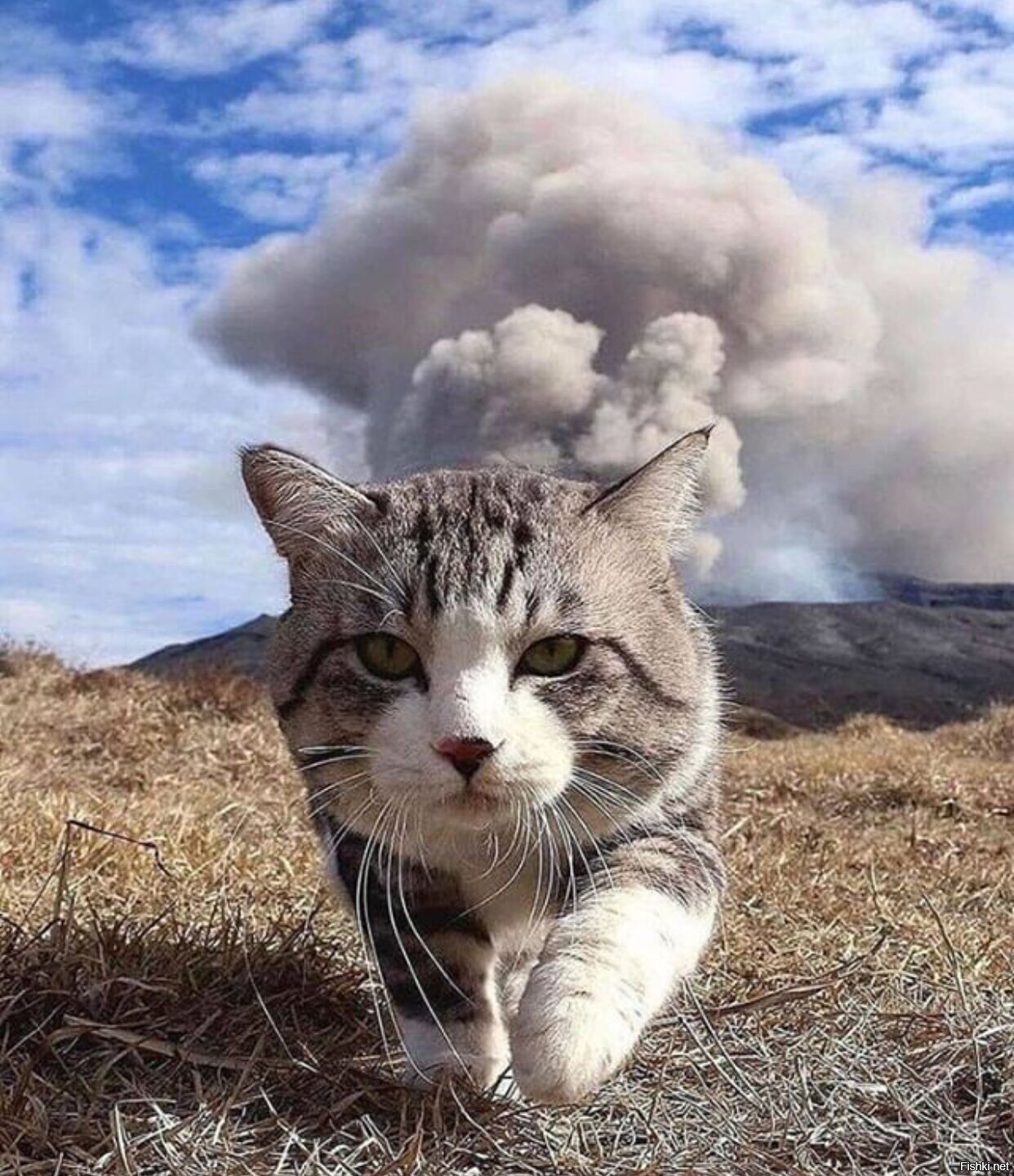 Солянка