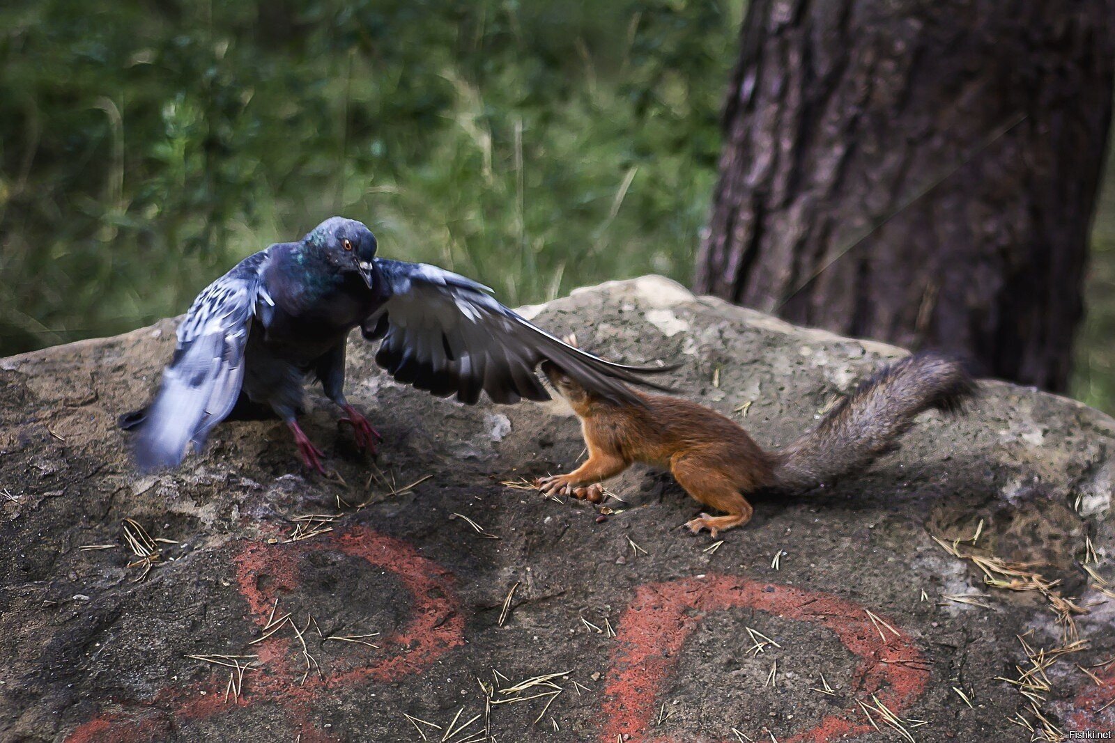 Пермские разборки )))