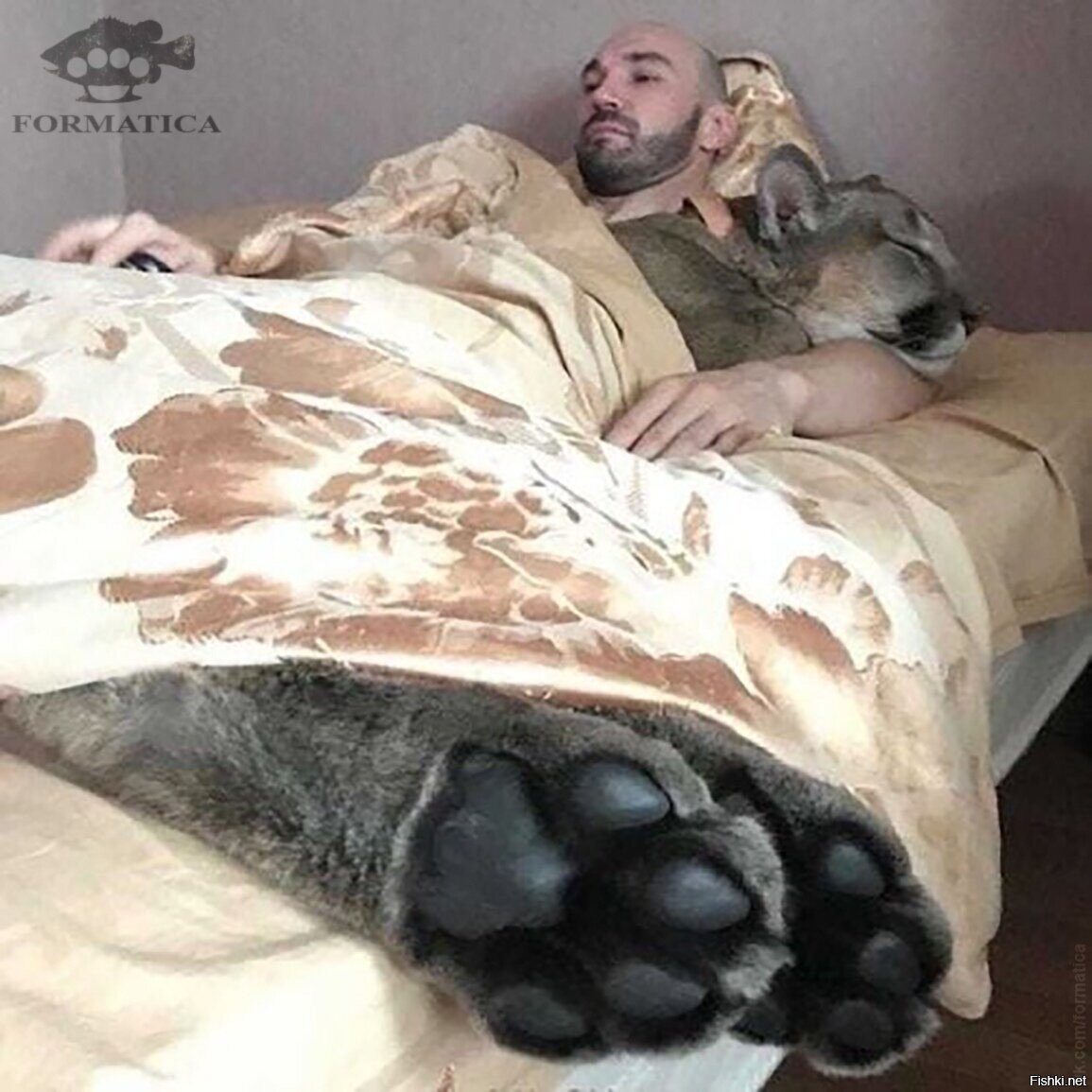 хотите кошку